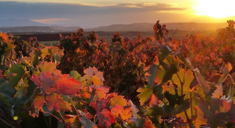 Rioja